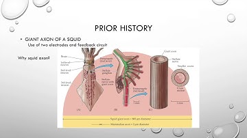 (1984) Kenneth Cole develops the voltage clamp