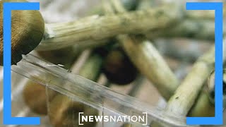 Should busy moms try microdosing psychedelics to ease stress? | NewsNation Live