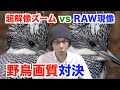 【野鳥撮影】全画素超解像ズームとRAW現像で画質を比べてみたよ【SONY α7RIII】