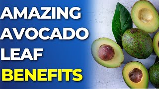 What Can Avocado Leaves Do For Your Body | Avocado Leaves Health Benefits