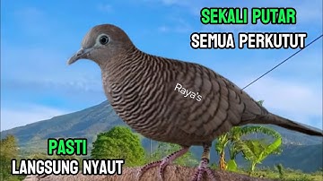Perkutut Lokal Gacor RAJA PIKAT Ahlinya Bikin Semua Burung Perkutut Gacor Nyaut