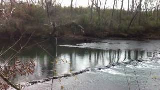 Pristine Native American Fish Weir Trap