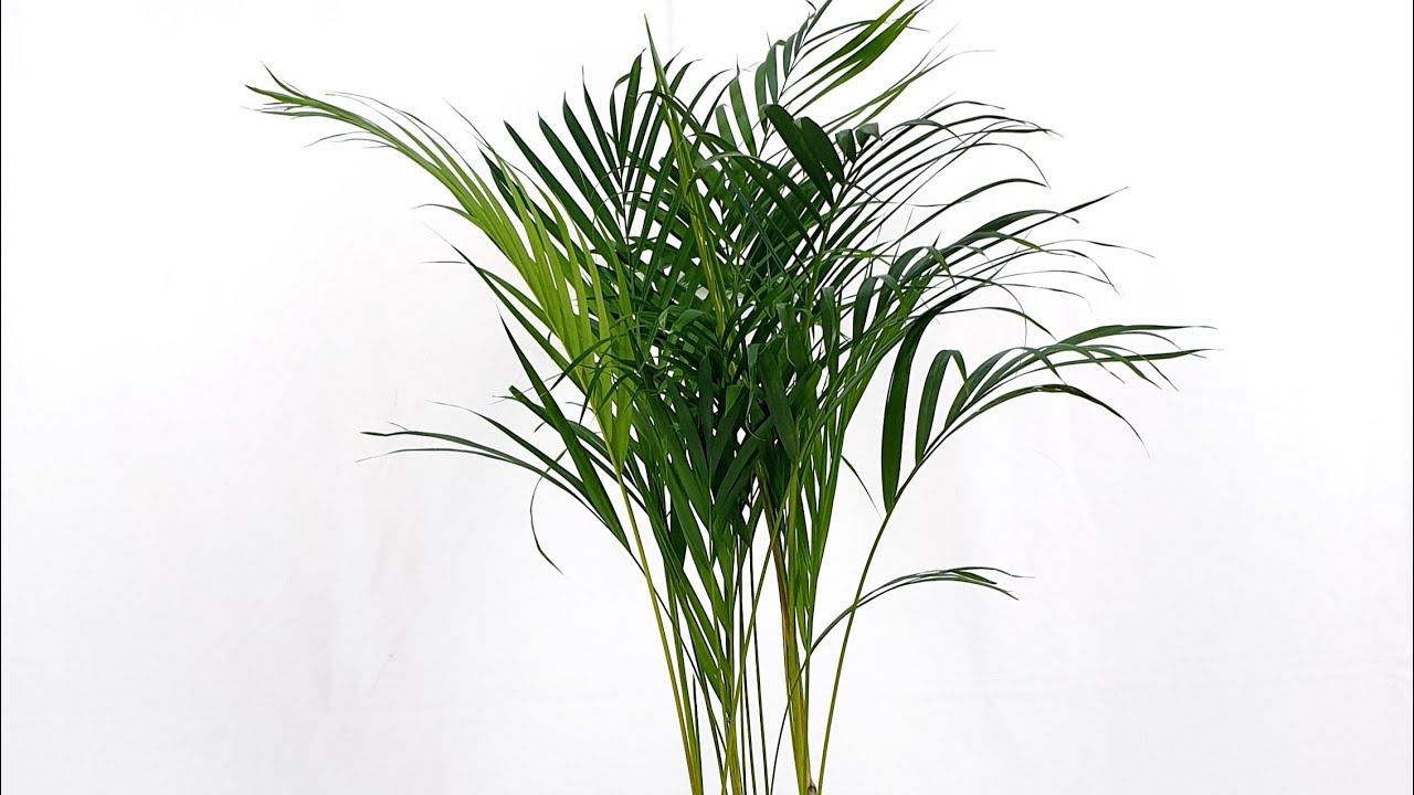 كيف تميز بين نبات نخيل الزينة الداخلي اريكا/شمدوريا