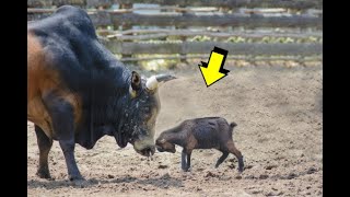 10 CRAZIEST ANIMAL FIGHTS CAUGHT ON CAMERA