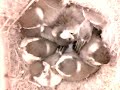 Birdcam_2010-05-10_14-18-57.wmv