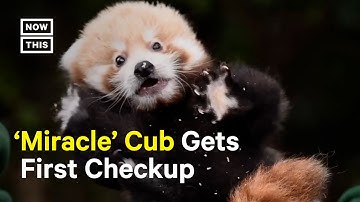 Little Red the Panda Cub Gets Its First Health Checkup