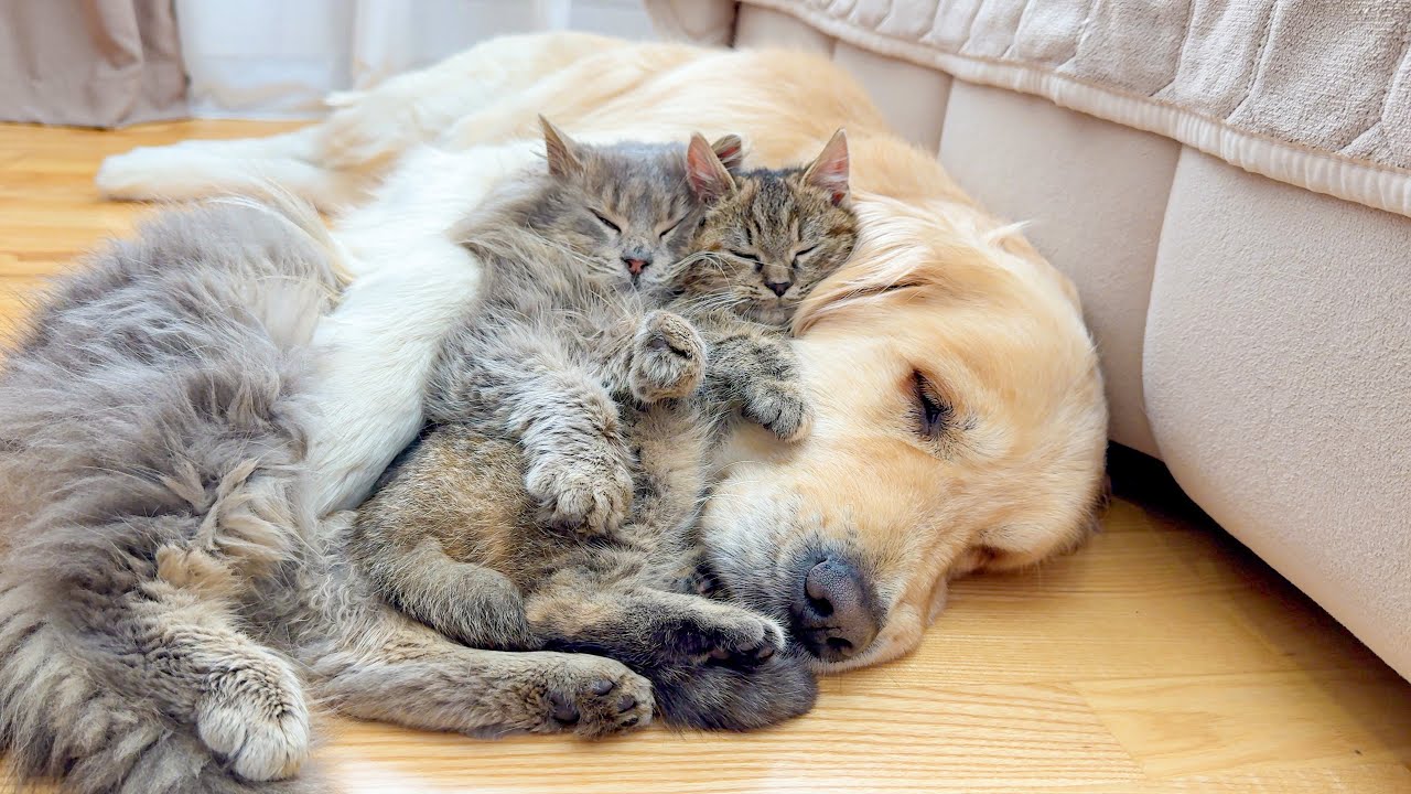 Adorable Kittens Think Their Golden Retriever Is The Perfect Bed [CUTEST VIDEO EVER]