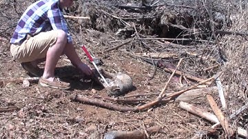 RELEASING A BOBCAT|WHERE IS THE LONGER CATCH POLE???