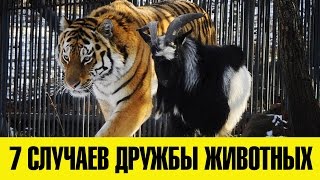 7 УДИВИТЕЛЬНЫХ случаев дружбы животных