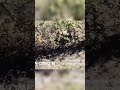 FPV-дроны спецподразделения уничтожили вражескую пехоту #fpv #россия #война