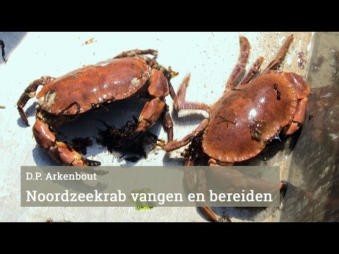 Video: 4 manieren om oesters te verwerken