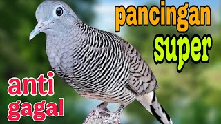 Perkutut lokal suara pikat pasti manjur