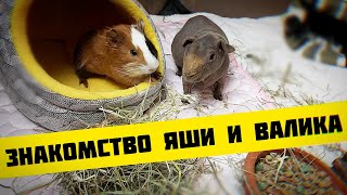 ЗНАКОМСТВО МОРСКИХ СВИНОК Яши и Валика SvinkiShow