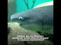 Temaikèn - Proyecto Tiburón Gatopardo: estudio de reproducción en el Acuario de Temaikèn