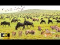 4K African Wildlife: Great Migration, Serengeti National Park to the Maasai Mara, Kenya