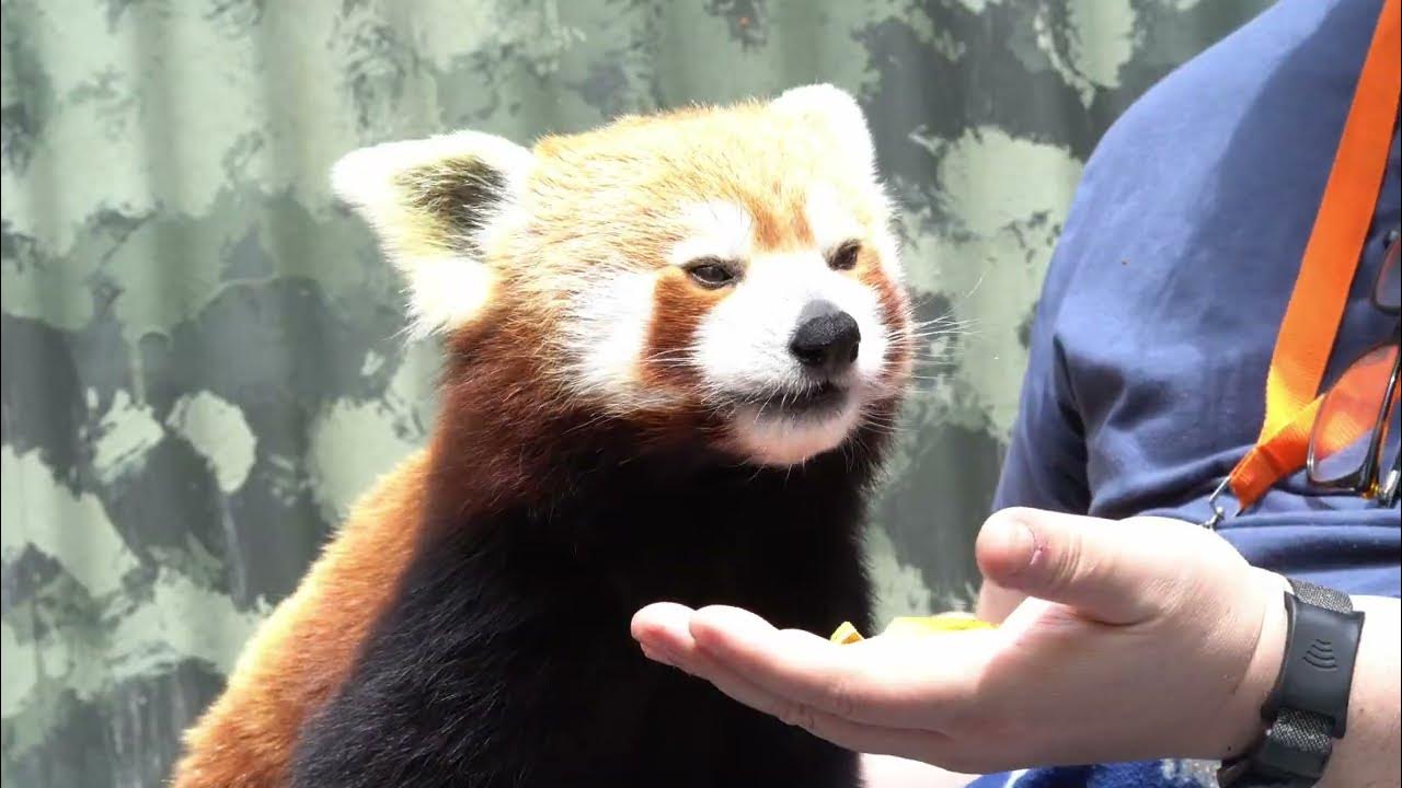 Red Panda Encounter - YouTube
