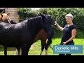 Equine assisted therapy  compassionate care