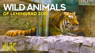 Amazing Animals and Birds in Leningrad Zoo - 4K Animal Video with Energizing Music by Animals and Pets 641 views 2 years ago 1 hour, 12 minutes