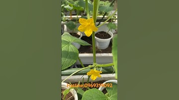 Cách tỉa nhánh dưa chuột ^^ #garden #dautay #kale