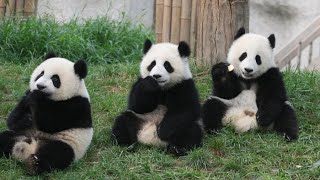 Explore homes of giant pandas in Sichuan Explore homes of giant pandas in Sichuan