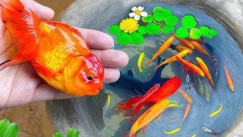 Bắt cá cảnh vàng nước ngọt tuyệt đẹp trong ao nhỏ #cávàng #concá #fishing #bắtcávàng