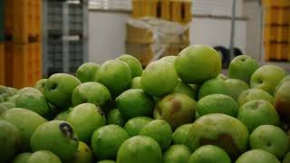 Selettore Ottico Frantoi Cutrera