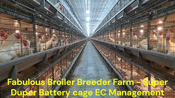 #fabulous #broiler #breeder #farming #batterycage #climate #control #75k #chicks #daily #example