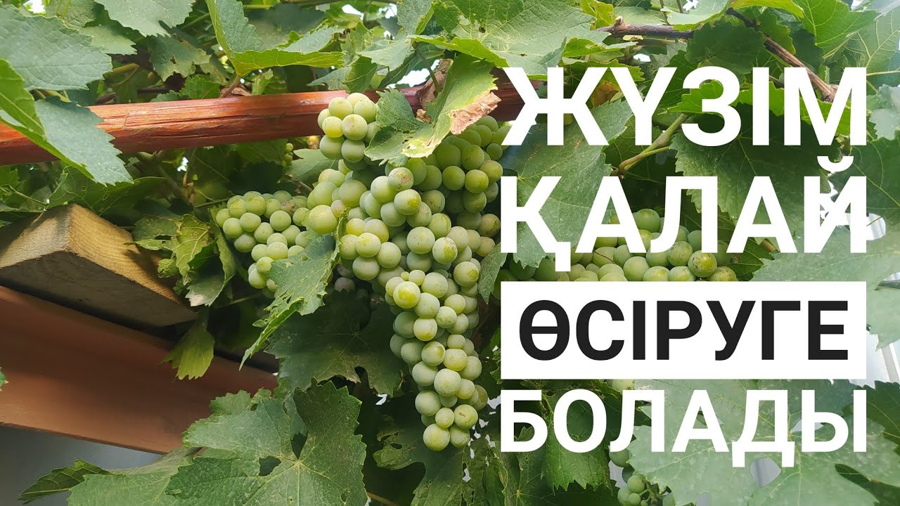 Әйелдерге арналған порно құл