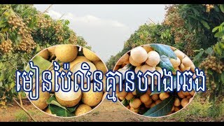 មៀនខេត្តប៉ៃលិនចុះថោកតម្លៃដំណាំហូបផ្លែមួយនេះគឺធ្លាក់ថ្លៃក្នុងឆ្នាំនេះ|Khmer News Sharing