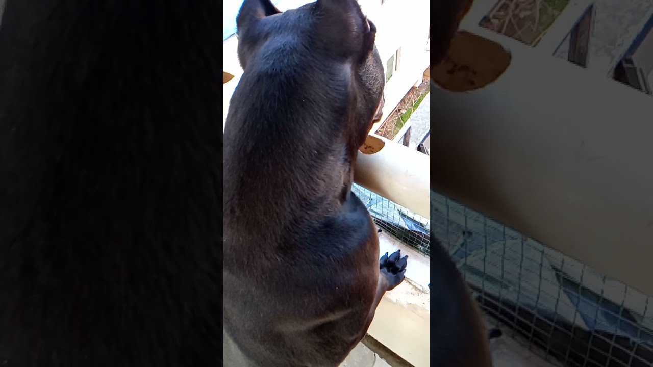 Köpeklerimiz İçin Planlar Başka Köpek mi!!! Alıyoruz ? YouTube