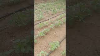 Deshi Gwar fali