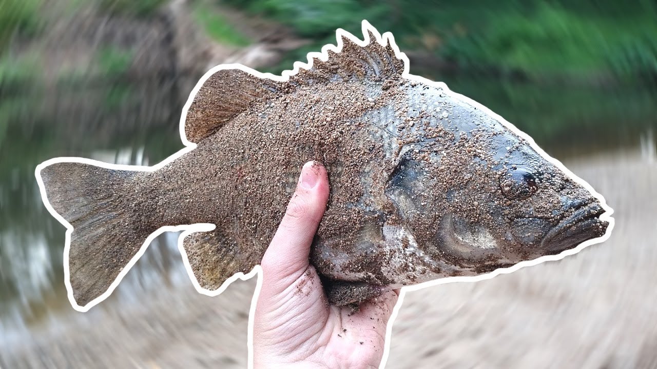 EPIC Urban Creek Topwater Fishing for Australian Bass!