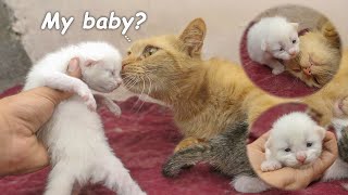 Rescue kitten crying for Mom Cat meets Cat Coco and her kitten. POOR KITTEN Nursed by Foster Mom Cat