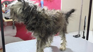 Neglected Lagotto Romagnolo Rescued With Dramatic Shave  You Won't Believe His Transformation!