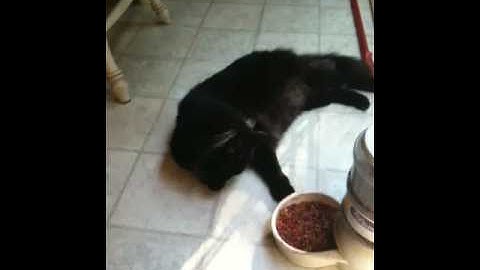Fat crazy cat eats out of bowl like a human with paw