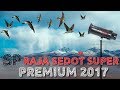 Suara Walet Sp Raja edot Super Premium Original By Syahril Sasmita Mp3 - Mp4 Download