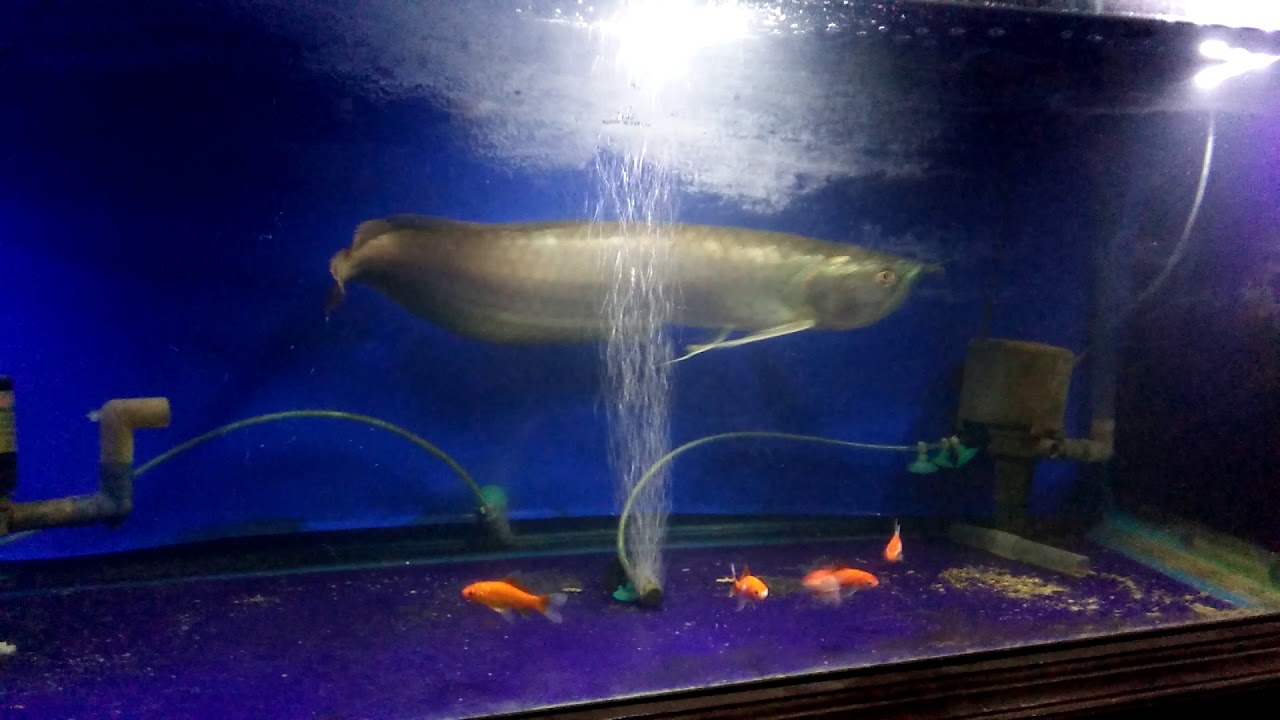 ikan arwana silver harga mumer