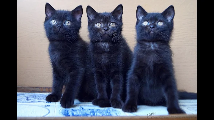 Video 732581: british black kitten, britishshorthair kitten, kittens born