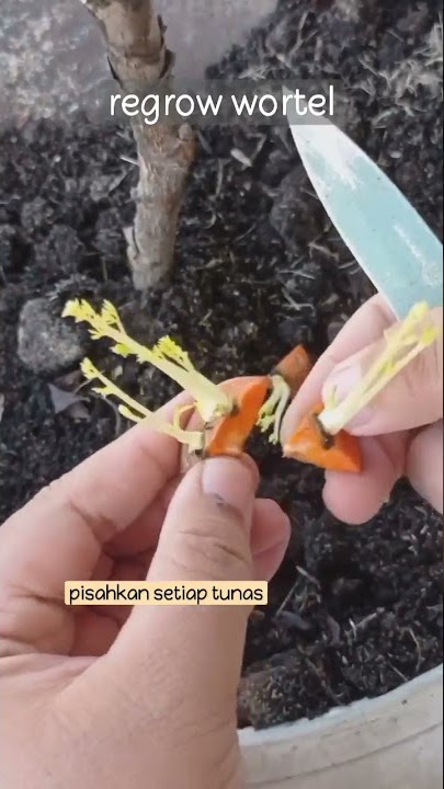menumbuhkan ulang wortel dari sisa potongan (regrow) lokasi 10mdpl