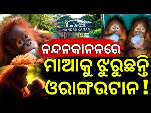 ନନ୍ଦନକାନନରେ ମାଆକୁ ଝୁରୁଛନ୍ତି! Baby Orangutans Now Healthy at Nandankanan | Special Care After Rescue