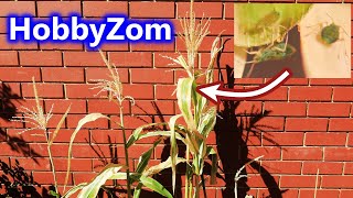 Aphids DESTROYED my Corn - So I put them under the Microscope