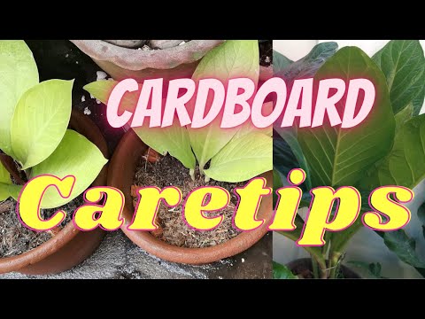 Video: Paano I-repot ang Isang Anthurium - Mga Tip sa Pag-repot ng mga Halaman ng Anthurium