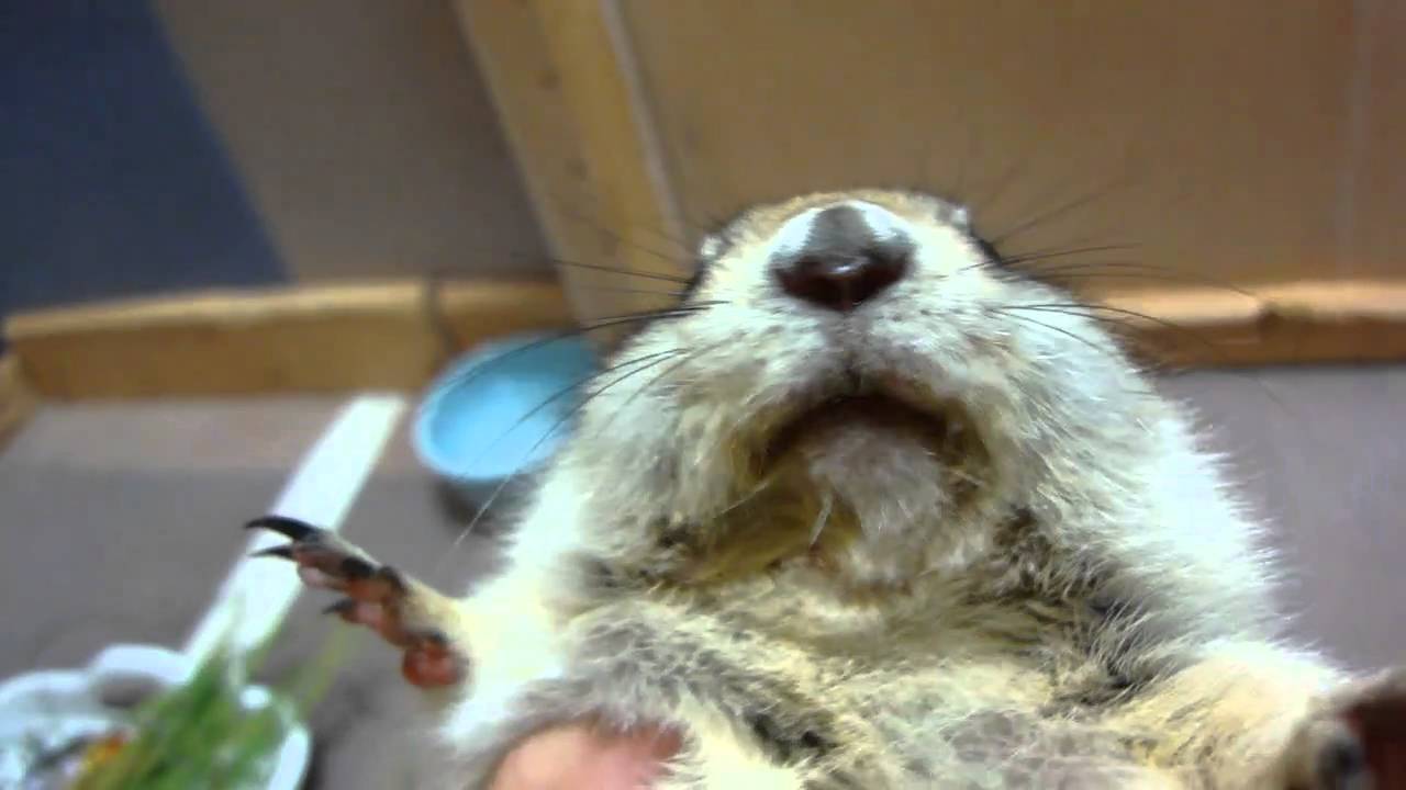 「キュウリをべるとなぜかべっちょり」を＜Richardson's ground squirrel＞