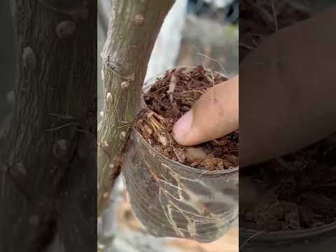 Video: Rễ cây có thể gây ra hố sụt?