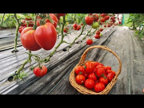Video: K altsiumisprei lehestikule – taimedele mõeldud k altsiumsprei valmistamine