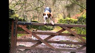 Remington, the treeing walker coonhound