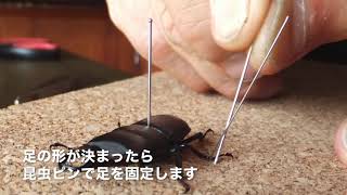 甲虫（クワガタ、カブトムシ）の標本の作り方
