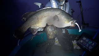 Lake Eildon Murray Cod