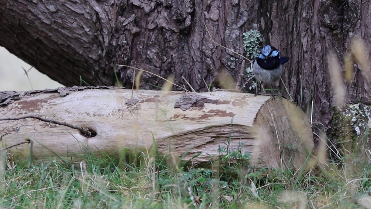 Superb fairy-wren @ Tasmania 
