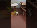 sorpresa #cat #kitten #cute